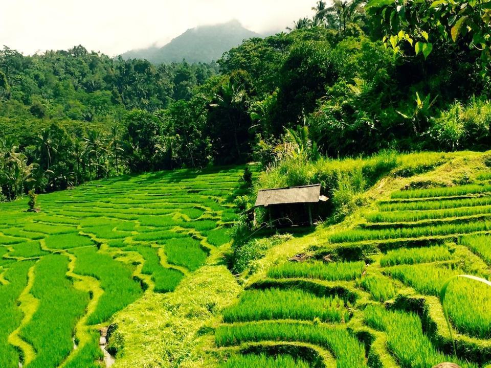 Bali Mountain Retreat Villa Selemadeg  Dış mekan fotoğraf